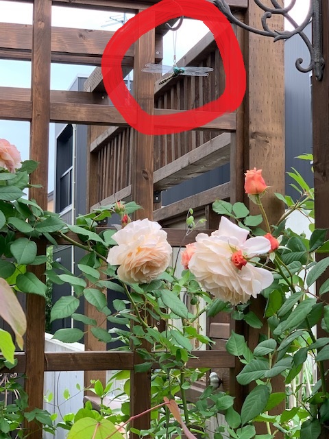 おにやんまくん