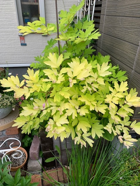 ディセントラ・ゴールドハート