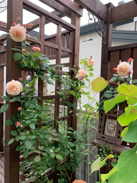 アシュロップシャイアラド