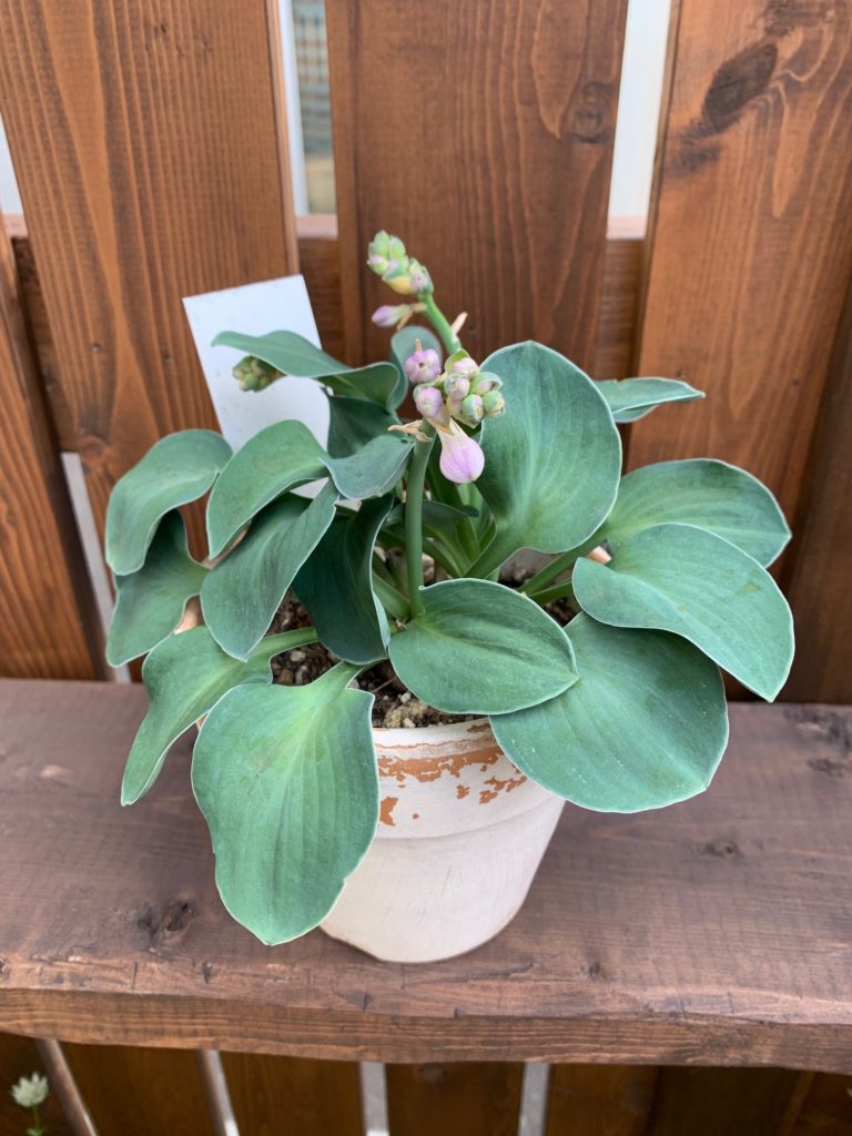 ブルーマウスイヤー