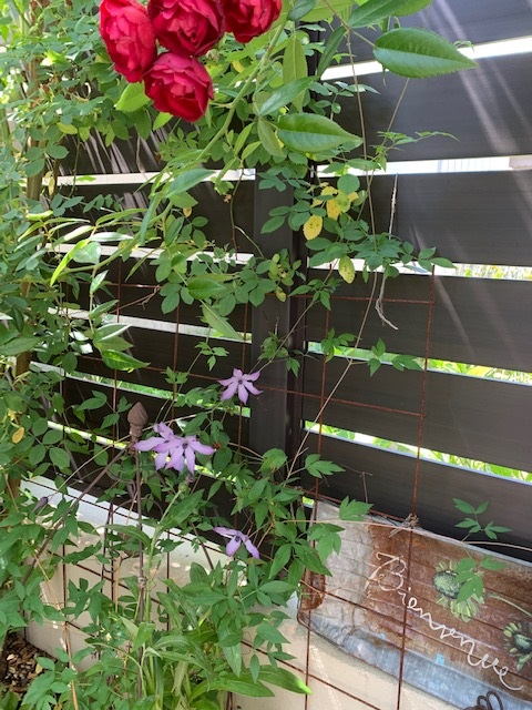 クレマチス流星