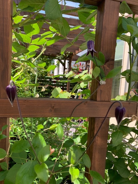 クレマチス篭口