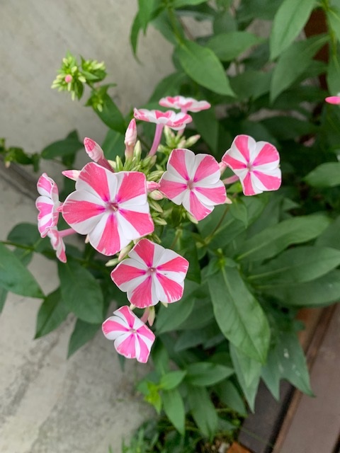 フロックスペパーミントツイスト