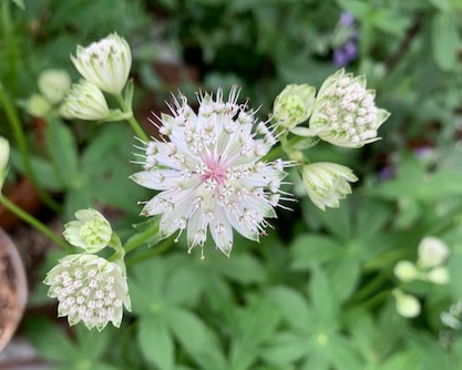 アストランティア