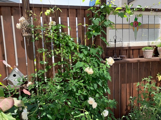 クレアオースチンとグレイブダイビューティー