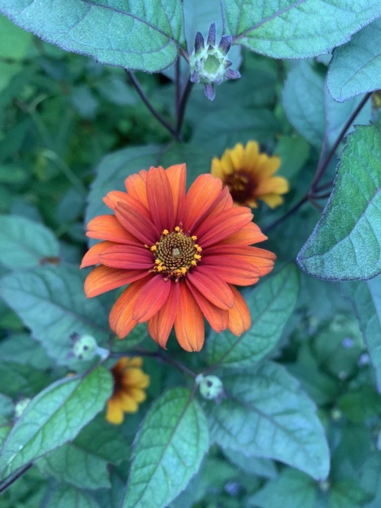 ヘリオプシスブリーディングハーツ