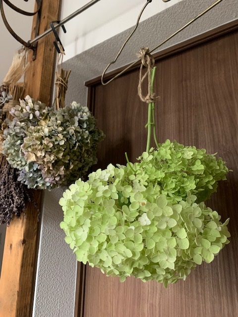 西洋アジサイアナベル